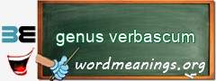 WordMeaning blackboard for genus verbascum